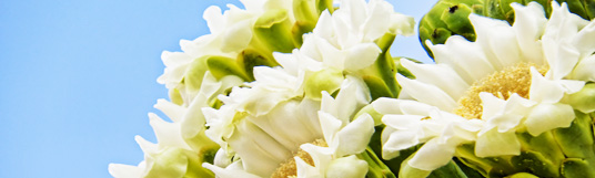 Photo of white saguaro blossoms