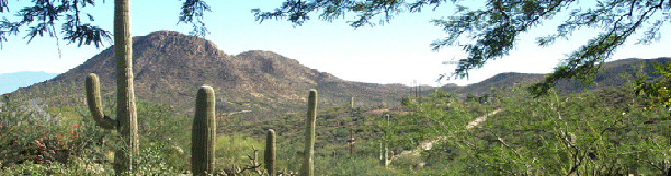 photo of Arizona cactus landscape