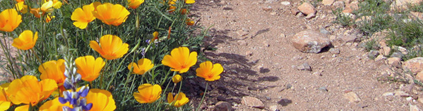 Photo of yellow desert flowers and a parthway